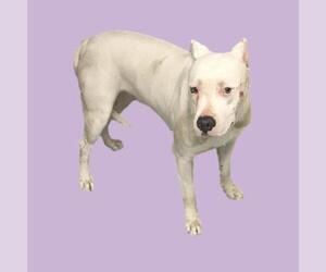 Dogo Argentino Dogs for adoption in Long Beach, CA, USA