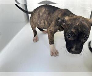 American Pit Bull Terrier-Unknown Mix Dogs for adoption in Houston, TX, USA