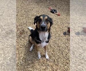 Collie-German Shepherd Dog Mix Dogs for adoption in London, Ontario, Canada