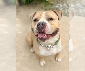 Mutt Dogs for adoption in Jackson , NJ, USA