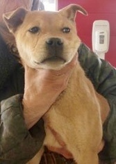 Shiba Inu Dogs for adoption in Pampa, TX, USA