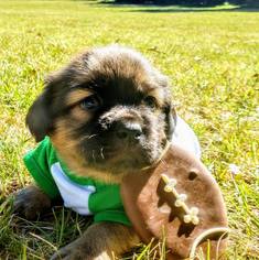 Peagle Dogs for adoption in Livonia, MI, USA