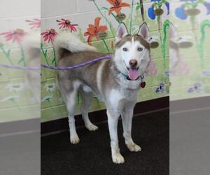 Siberian Husky Dogs for adoption in Waynesboro, PA, USA