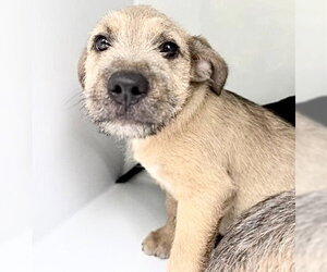 Staffordshire Bull Terrier-Unknown Mix Dogs for adoption in Houston, TX, USA