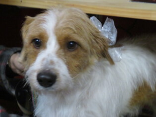 Jack Russell Terrier-Unknown Mix Dogs for adoption in Effort, PA, USA