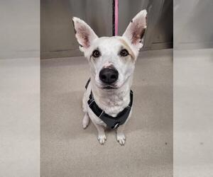 German Shepherd Dog-Unknown Mix Dogs for adoption in Fairbanks, AK, USA