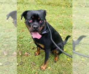 Rottweiler Dogs for adoption in Westminster, MD, USA