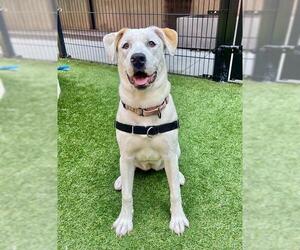 American Pit Bull Terrier-Unknown Mix Dogs for adoption in San Francisco, CA, USA