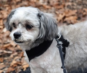 Shih-Poo Dogs for adoption in springfield, VA, USA