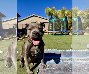 American Pit Bull Terrier-Unknown Mix Dogs for adoption in Chandler, AZ, USA