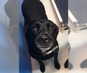 Labrador Retriever-Unknown Mix Dogs for adoption in Clarkesville, GA, USA