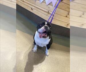 Bulldog-Unknown Mix Dogs for adoption in Upland, CA, USA