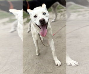 - Mix Dogs for adoption in Virginia Beach, VA, USA