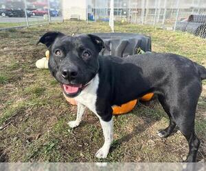 American Pit Bull Terrier Dogs for adoption in McKinleyville, CA, USA