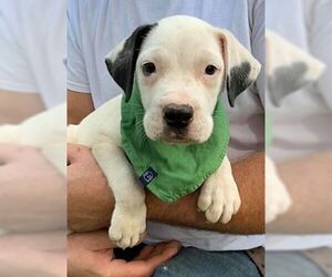 Mutt Dogs for adoption in Birmingham, AL, USA
