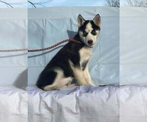 Siberian Husky Dogs for adoption in HOPKINSVILLE/PRINCETON, KY, NH, USA