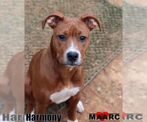 Boxer-Unknown Mix Dogs for adoption in Maryville, TN, USA