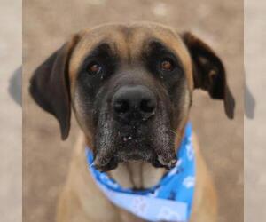 Bullmastiff-Unknown Mix Dogs for adoption in San Antonio, TX, USA