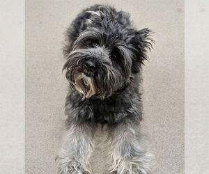 Miniature Schnauzer-Unknown Mix Dogs for adoption in Plano, TX, USA