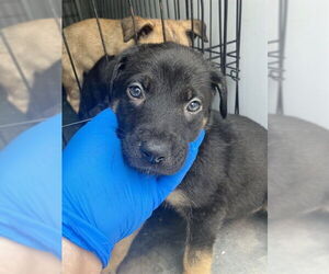 German Shepherd Dog Dogs for adoption in Stockton, CA, USA