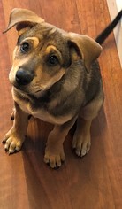 Medium Photo #1 Mutt Puppy For Sale in San Luis Rey, CA, USA