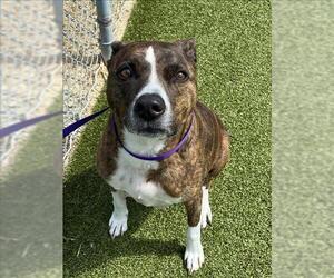 Bullboxer Pit Dogs for adoption in Fayetteville, NC, USA