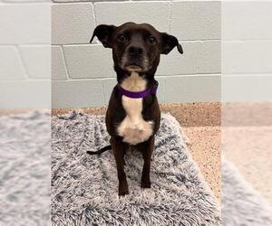 Labrador Retriever-Unknown Mix Dogs for adoption in Brighton, CO, USA