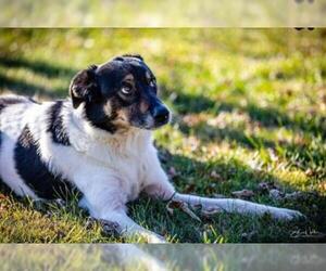 Border-Aussie Dogs for adoption in Kettering, OH, USA