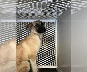 German Shepherd Dog Dogs for adoption in Bakersfield, CA, USA