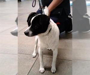 - Mix Dogs for adoption in Fort Lauderdale, FL, USA