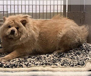 Chow Chow Dogs for adoption in Rancho Cucamonga, CA, USA