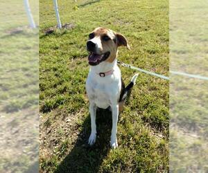 Beagle-Unknown Mix Dogs for adoption in Monticello, IA, USA