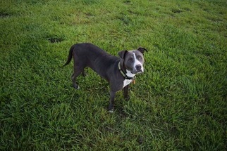 American Pit Bull Terrier Dogs for adoption in Fairhope, AL, USA