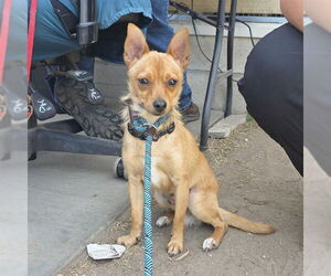 Chihuahua-Unknown Mix Dogs for adoption in Long Beach, CA, USA
