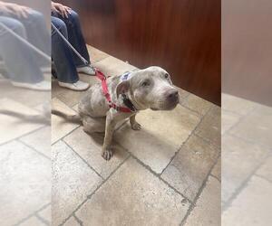American Pit Bull Terrier Dogs for adoption in Camarillo, CA, USA