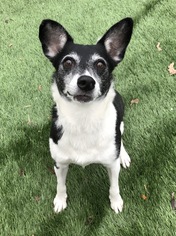 Rat Terrier Dogs for adoption in Holden, MO, USA