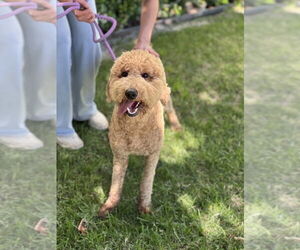 Golden Retriever Dogs for adoption in Dana Point, CA, USA