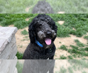 Bernedoodle Dogs for adoption in Springdale, PA, USA