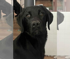 Mutt Dogs for adoption in Salt Lake City, UT, USA