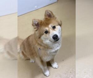Chow Chow-Unknown Mix Dogs for adoption in Chula Vista, CA, USA
