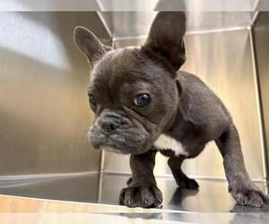 French Bulldog Dogs for adoption in Orange, CA, USA