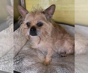 Brug Dogs for adoption in Rockwall, TX, USA
