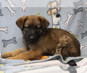 Mutt Dogs for adoption in Thief River Falls, MN, USA