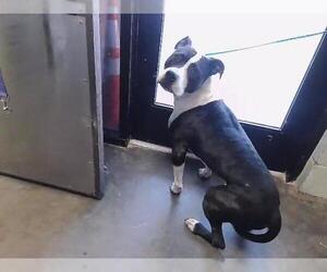 Mutt Dogs for adoption in Tulsa, OK, USA