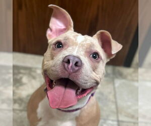 Mutt Dogs for adoption in Jefferson, WI, USA