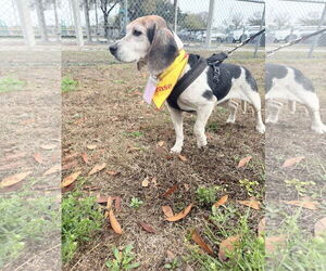 Beagle Dogs for adoption in Tampa, FL, USA