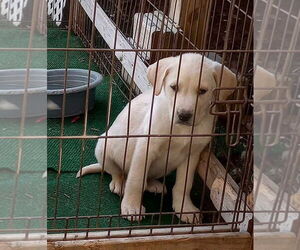 Labrenees Dogs for adoption in Aurora, IN, USA
