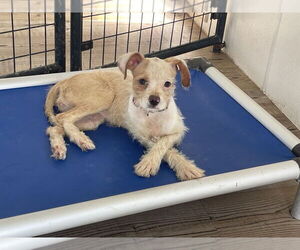 Parson Russell Terrier-Unknown Mix Dogs for adoption in Bolivar, MO, USA