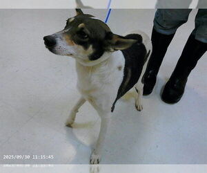 Mutt Dogs for adoption in Oroville, CA, USA