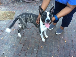 Labrador Retriever-Unknown Mix Dogs for adoption in Memphis, TN, USA